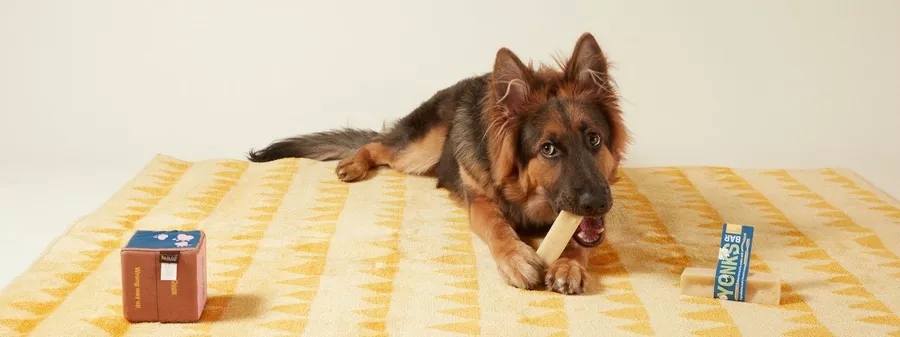 German shepherd eating clearance food